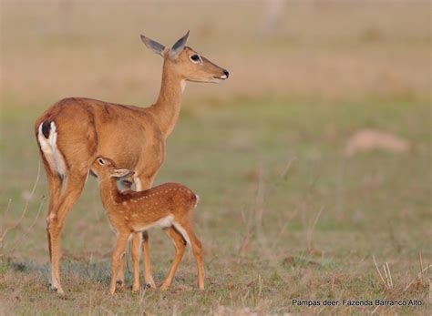 Fazenda Barranco Alto - Pantanal Lodge: Pampas deer