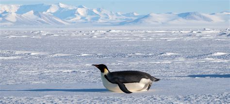 Penguin Sliding On Ice