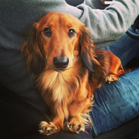 Long hair dachshund | Long haired dachshund, Weiner dog, Dachshund