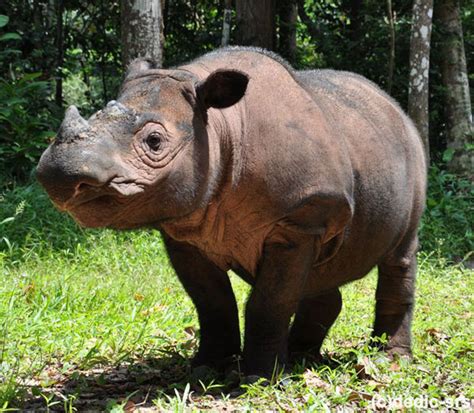 Naissance historique pour le rhinocéros de Sumatra - Nouvelles de l ...