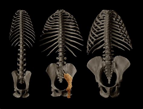 Human Evolution Skeletons