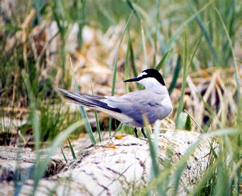 Aleutian Tern (Onychoprion aleuticus) :: BirdWeather