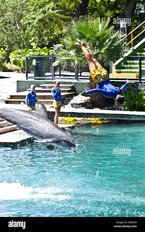 Bottlenose Dolphin Show Stock Photo - Alamy