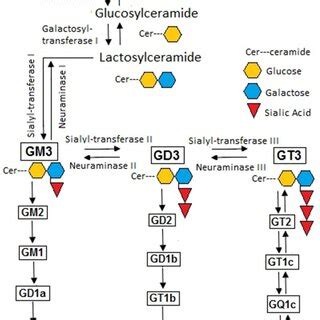 General Scheme for ganglioside biosynthesis. G indicates ganglioside; M ...