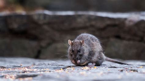 This NYC rat map showing latest sightings is actually petrifying