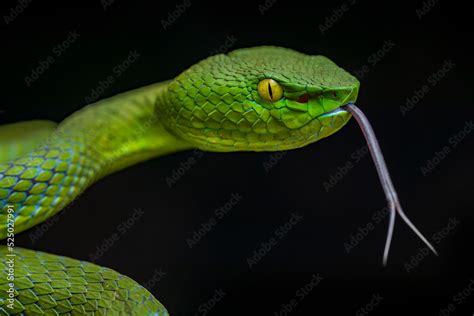 Venomous Viper Snake Stock Photo | Adobe Stock