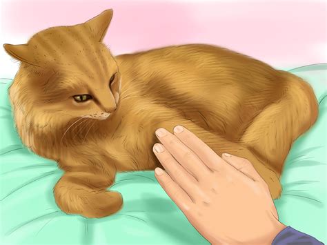 5 Ways to Train a Cat - wikiHow