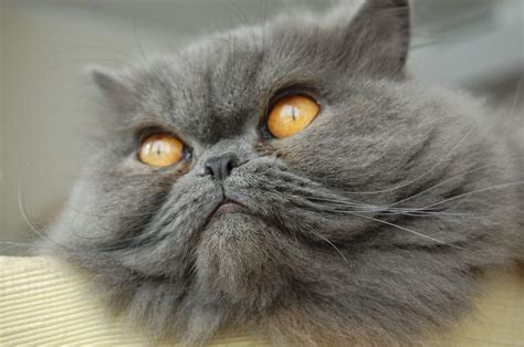 11 Stunning Persian Cats