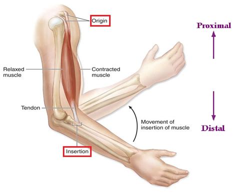 The biceps brachii: points of attachment • Bodybuilding Wizard