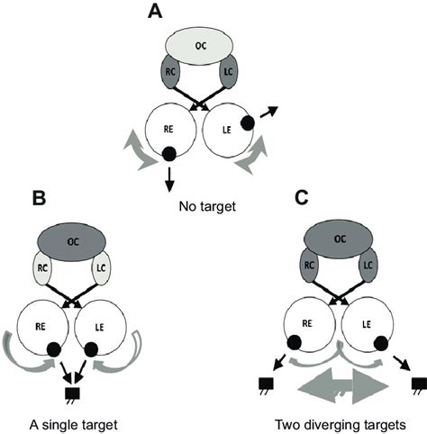 A model for context dependence of eye movements in the chameleon. The ...