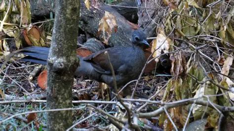 Superb Lyrebird | The Animal Facts | Habitat, Appearance, Diet, Behavior