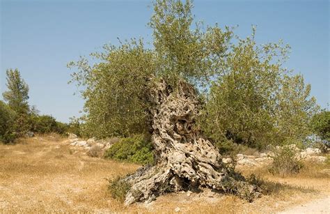 The land of Israel and Olive trees — Israel for Tourists