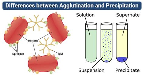 Image Source: Biology Online and Lumen Learning. Agglutination Definition Agglutination is the ...