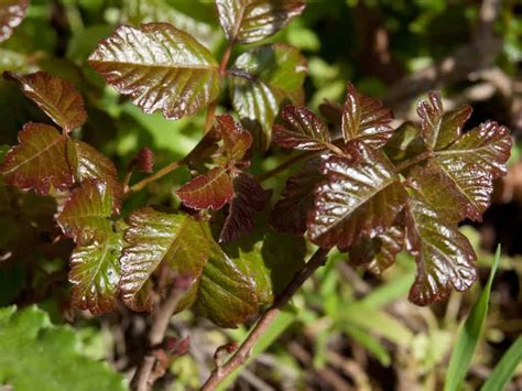 Plant Files: Poison Oak. What it is and why you should stay away from it