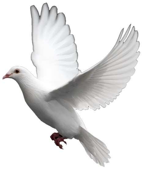 White Dove Images: The Symbol of Peace | PixTif | Pinterest | Symbols, White doves and Peace