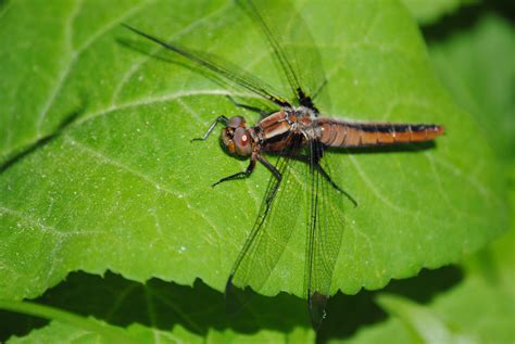 3840x2160 wallpaper | brown and black dragonfly | Peakpx