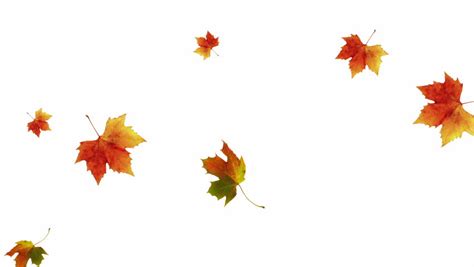 Falling Leaves On White Background Stock Footage Video 3552230 ...