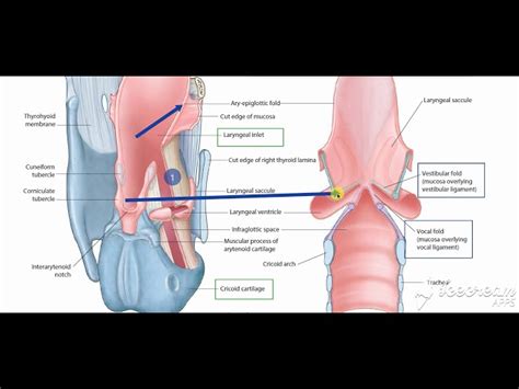 Laryngeal Inlet