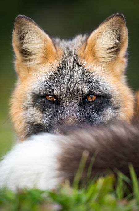 Cross Fox by Brittany Crossman - National Geographic Your Shot | Animals beautiful, Animals wild ...