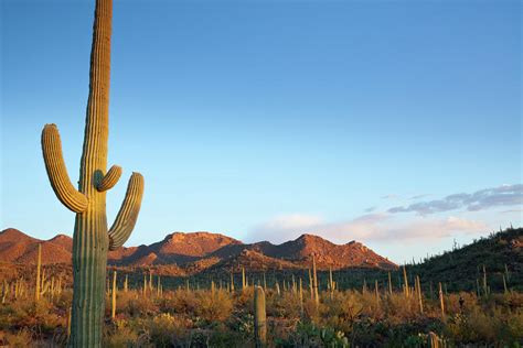 Desert Landscape Filled With Cactuses Photograph by Kencanning - Fine ...