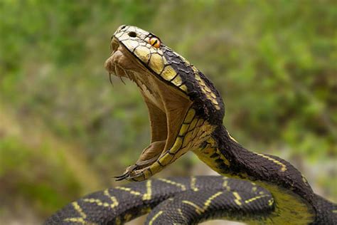 Royalty Free Snake Bite Pictures, Images and Stock Photos - iStock