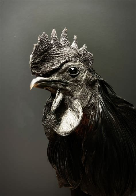 Taxidermy rooster (Ayam Cemani) - BEAST Interiors