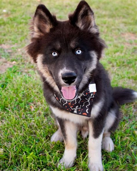 23 Siberian Husky Colors & 17 Unique Markings (+ Pictures)