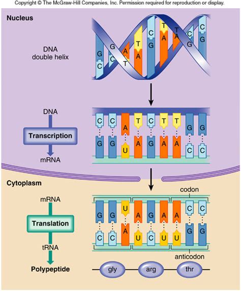 Transcription and Translation