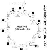 11 Illustration Of Krebs Cycle Clip Art | Royalty Free - GoGraph