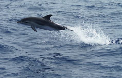 Whale-Watching Tour in the Azores, Azores Islands - The Travel Hacking Life