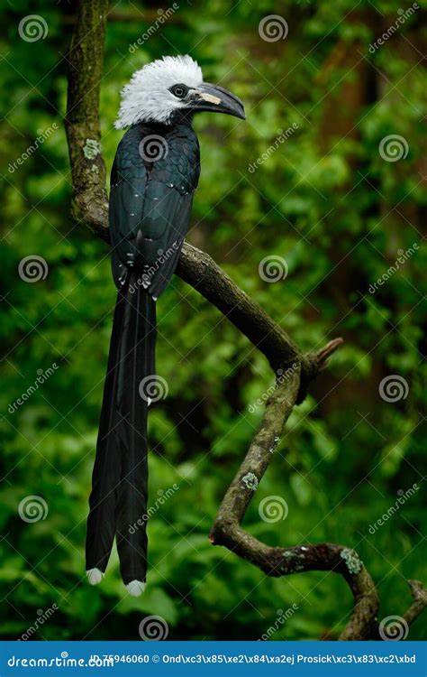 Hornbill in the Nature Habitat. Western Long-tailed Hornbill ...