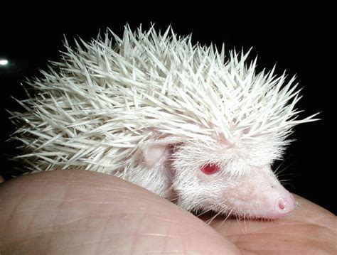 Exotic Wonderland: CUTE ALBINO HEDGEHOG LOOKING FOR NEW OWNER