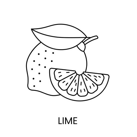 Premium Vector | Lime line icon in vector citrus fruit illustration