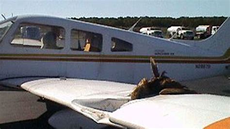 Bird Strike Damage | Fox News