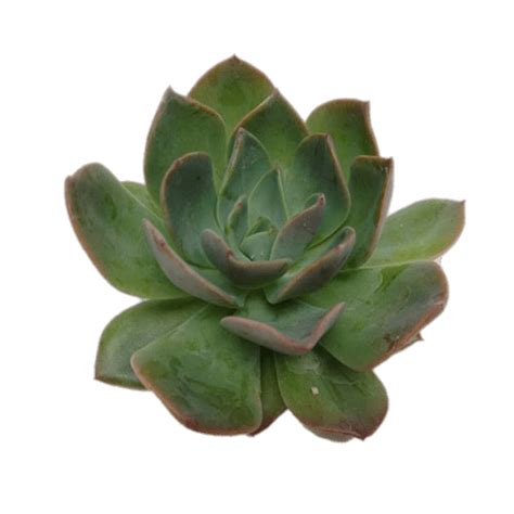 Echeveria Succulent transparent PNG - StickPNG