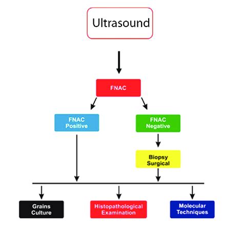 Mycetoma Diagnosis Flowchart | Download Scientific Diagram