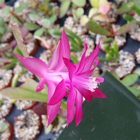 Schlumbergera zygocactus christmas cactus 3 rooted cuttings | Planet Desert