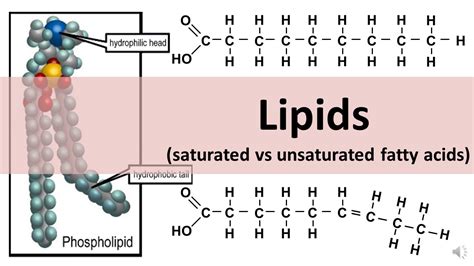 Saturated Vs Unsaturated Fatty Acids- Definition, 20, 40% OFF