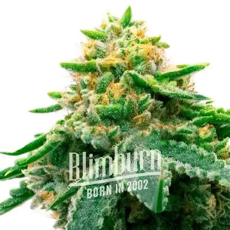 Kosher Kush Strain | 22% THC | Buy Cannabis Seeds