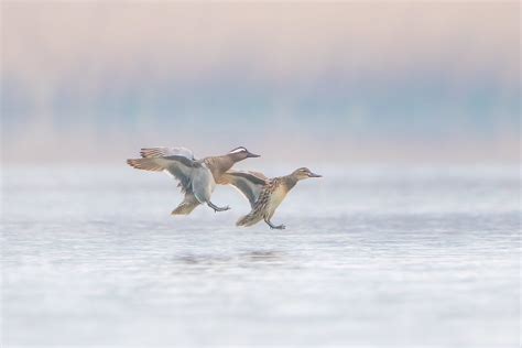 Close-up of Ducks Landing on the Water Surface · Free Stock Photo