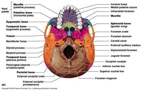 Skull, inferior view | Anatomy and physiology, Human anatomy and physiology, Palatine bone