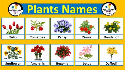 Flower Pictures And Their Names | Best Flower Site