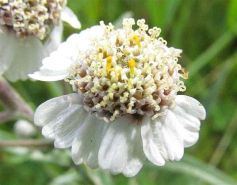 Achillea ptarmica, Sneezewort: identification, distribution, habitat