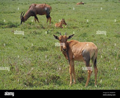 curious Topi calf (Damaliscus lunatus jimela) with short growing horns grazing with herd in long ...