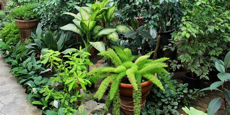 Tips for Creating a Lush Tropical Garden | Living Color Garden Center