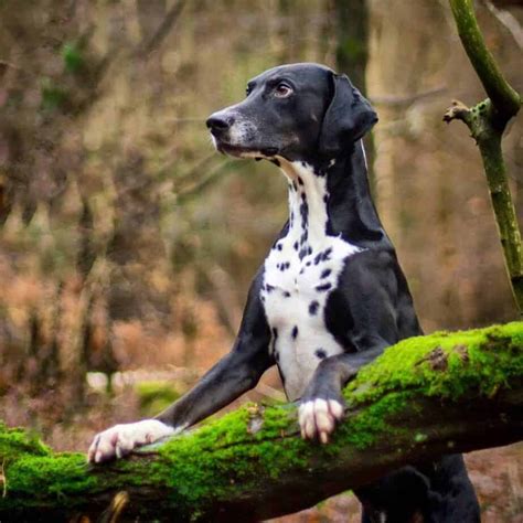 Dalmatian Mix Breeds