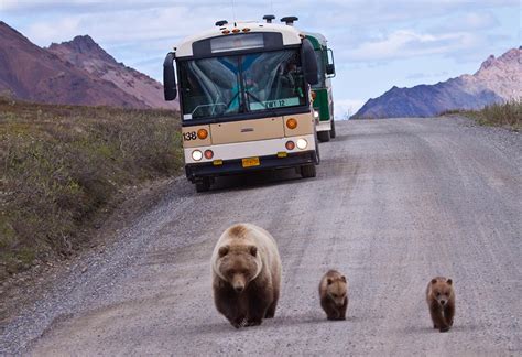 Journey through Denali National Park and Preserve with Gray Line Alaska ...