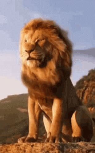 Lion GIF - Lion - ຄົ້ນພົບ ແລະ ແບ່ງປັນ GIF