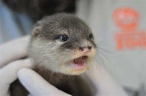 Otter Pups at Taronga Western Plains Zoo - Animal Fact Guide