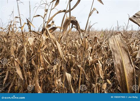 Field of Corn Stalks on Farm in Agricultural with Dried Brown Leaves ...